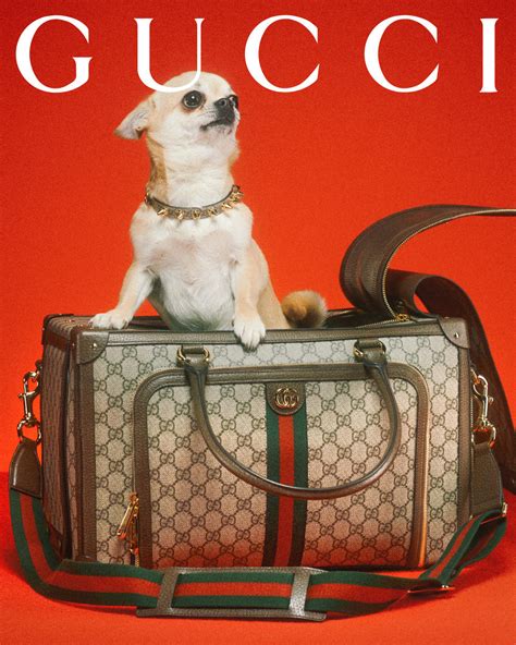 gucci pet black|gucci pet collection.